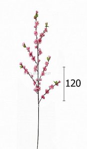 ��� ����� ����